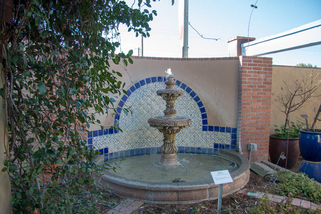 Mint and fountain display at Tucson Botanical gardens