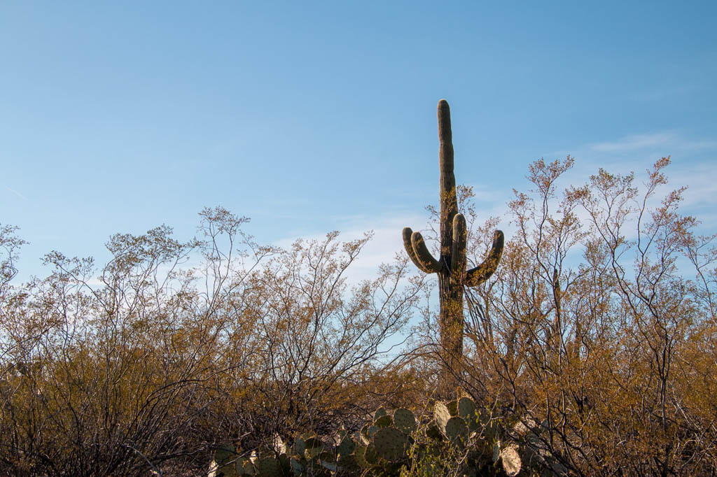Saguaro Cactus along Cactus Forest Drive