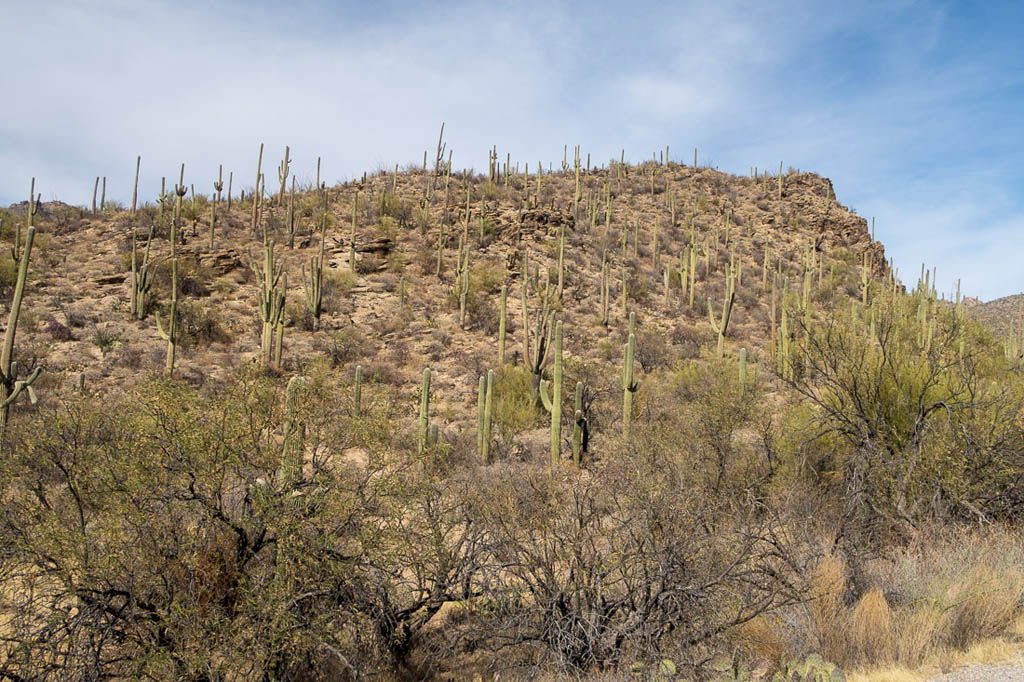 Inside Sabino Canyon