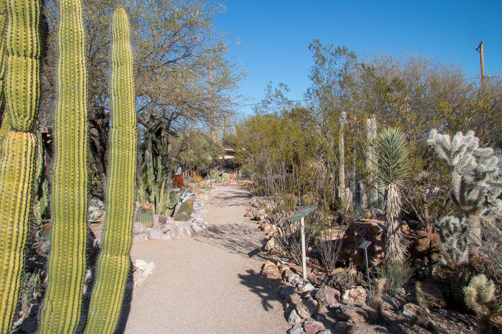 Cactus at Tucson Botanical Garden