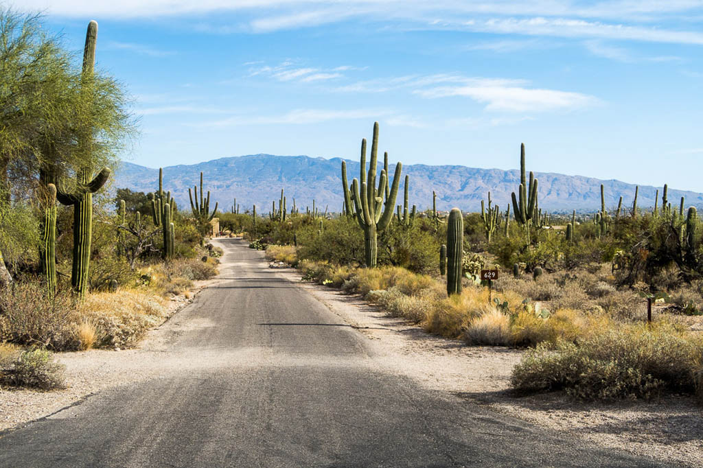 Paved hiking trail in Sabino Canyon with views of Saguaro Cactus