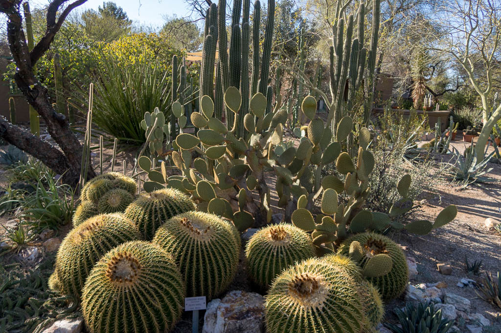 Cacti at Tucson Arizona Botanical Gardens