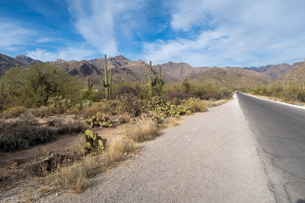 Along the Nature Walk at Sabino Canyon