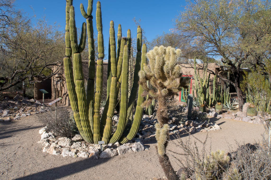 Cactus at Tucson Botanical Garden