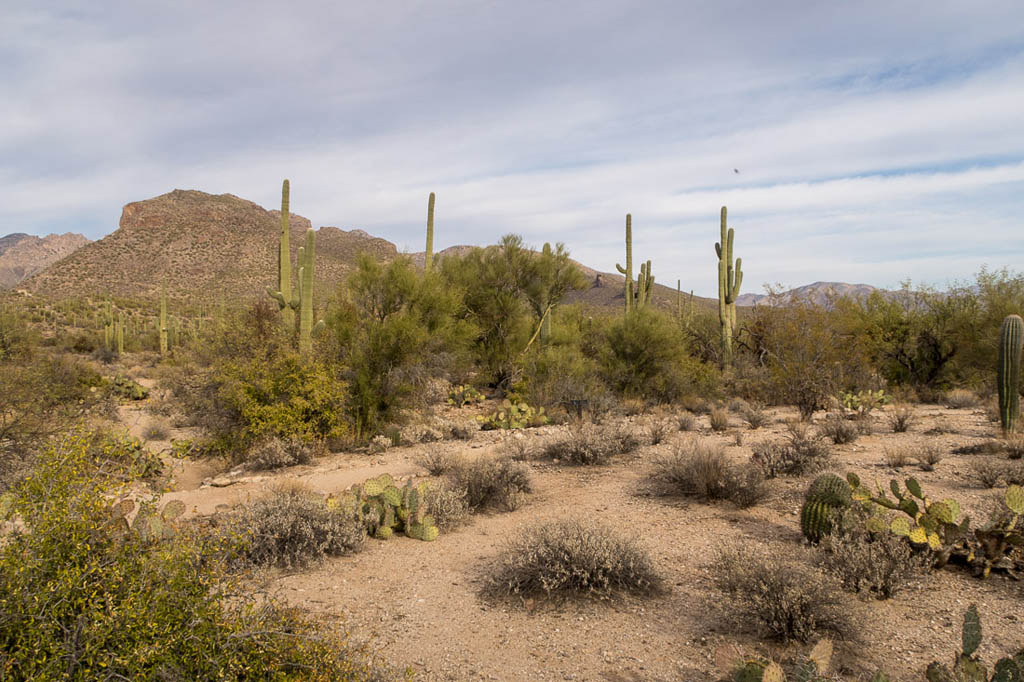 Easy walking trail in Sabino Canyon